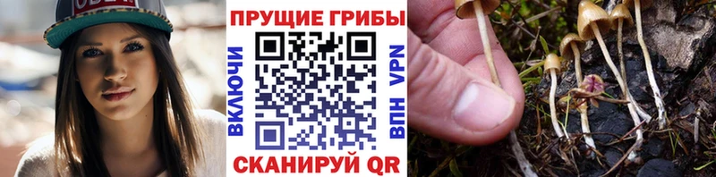 Галлюциногенные грибы Psilocybine cubensis  shop клад  Чайковский 
